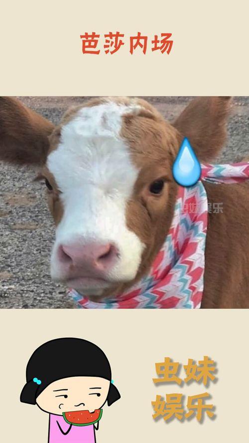 吃瓜抖音西藏,抖音吃瓜盛宴