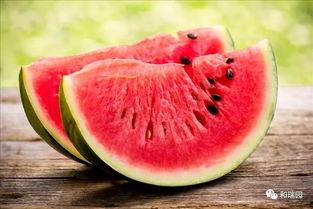 宁陵二高吃瓜,揭秘校园里的网络热议