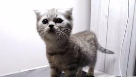 吃瓜先锋喵,揭秘娱乐圈那些事儿