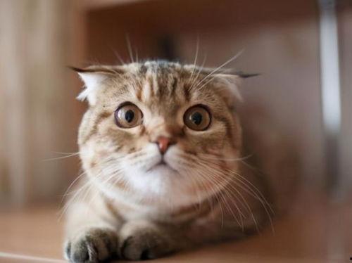 小猫吃熟瓜的话,揭秘熟瓜的诱惑