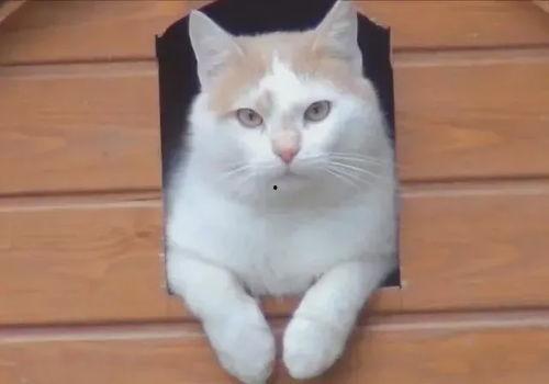 小猫吃熟瓜的话,揭秘熟瓜的诱惑