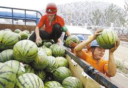 梦见鸟吃瓜,鸟儿啄瓜的神秘寓言