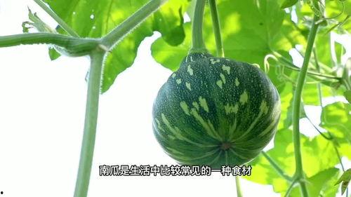 瓜吃太多的危害,过量食用瓜果的潜在危害解析