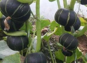 吃板栗瓜利尿吗,天然利尿佳品，健康生活新选择