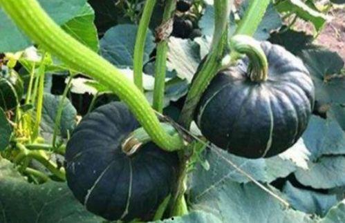 吃板栗瓜利尿吗,天然利尿佳品,健康生活新选择