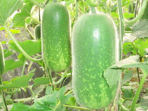 吃瓜网站大全,一网打尽娱乐圈最新动态