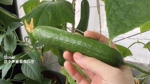 定州阳台吃瓜,揭秘吃瓜群众的欢乐时光