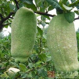 半边瓜怎么吃效果最好,最佳食用方法,效果翻倍!