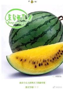 地球吃瓜球,宇宙中的吃瓜球之旅