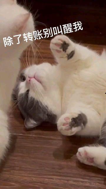 小猫打扰我吃瓜