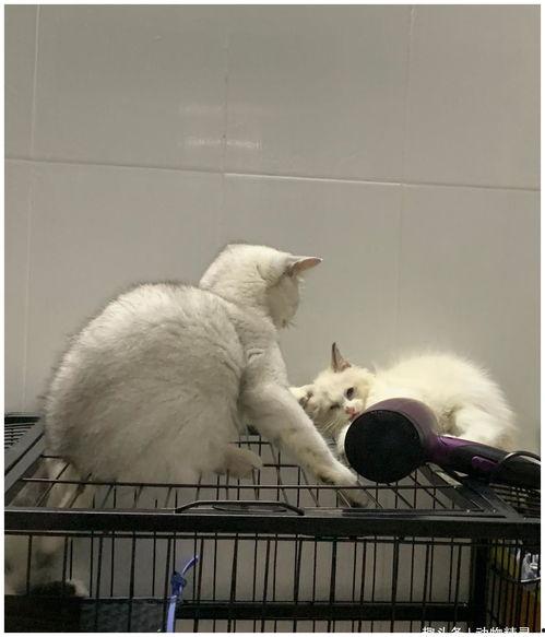 小猫打扰我吃瓜