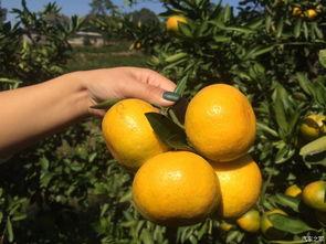 吃瓜的大橘,揭秘娱乐圈幕后风云