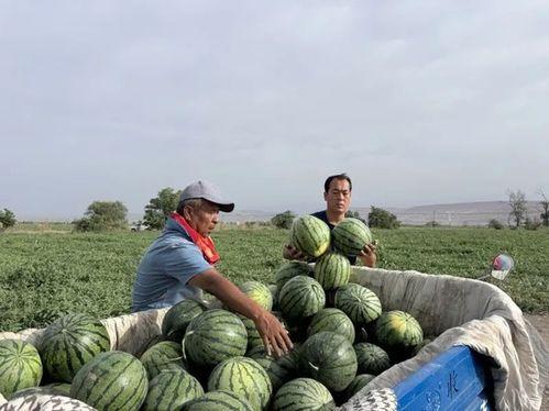 定陶区吃瓜,品味民俗,畅享清凉
