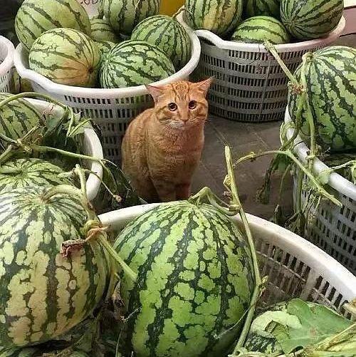 在瓜摊买瓜吃坏肚子,揭秘食品安全隐患